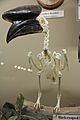 Black-casqued hornbill male skeleton