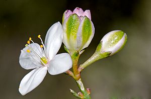 Boronia busselliana.jpg