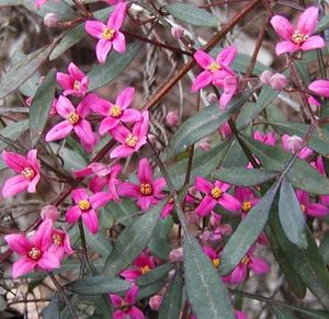 Boronia fraseri Glenbrook.jpg