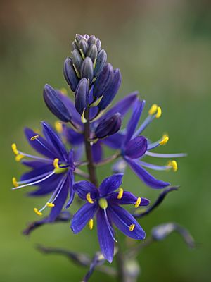 Camassia leichtlinii inflorescence.jpg