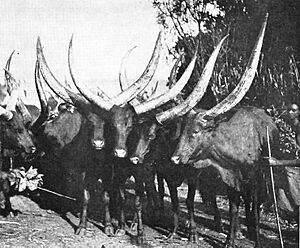 Cattle of the Ruanda