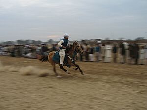 Ch Asifs Hussains Horse