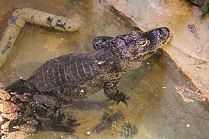 Chinese Alligator