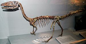 Coelophysis bauri mount