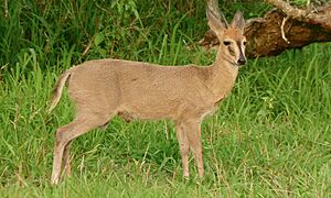 Common Duiker (Sylvicapra grimmia) (6011670419)