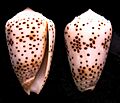 Conus pulicarius.shell001