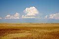 Cumulus Clouds over Yellow Prairie2