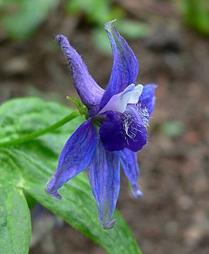 Delphinium bakeri 5.jpg