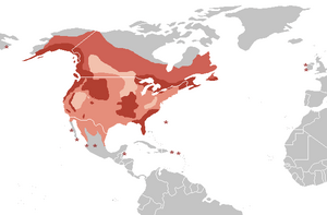 Distribution H. leucocephalus.png