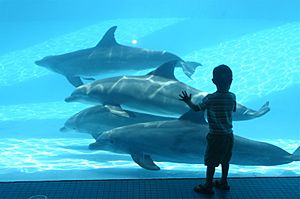 Dolphin Bay