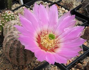 Echinocereus reichenbachii