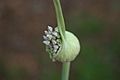 Elephant Garlic (Allium ampeloprasum)