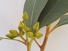 Eucalyptus dealbata buds