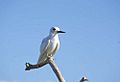 Fairy Tern, Ducie Island