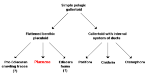 Gallertoid Model