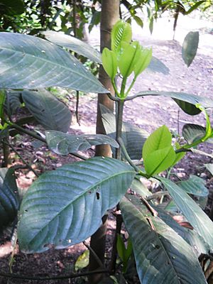 Garcinia pedunculata.jpeg