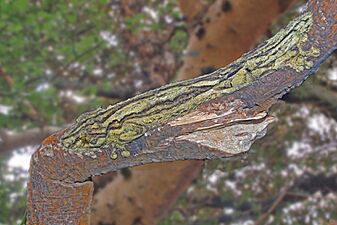 Gekkonidae - Uroplatus sikorae