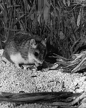 Grasshopper mouse HD.16.jpg