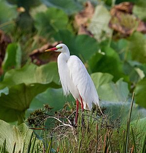 Intermediate Egret in breeding plumage.1 - Fogg Dam - Middle Point - Northern Territory - Australia.jpg