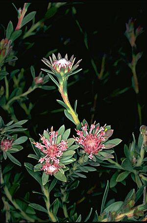 Isopogon buxifolius.jpg