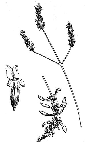 Lavandula Latifolia