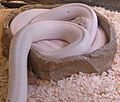 Leucistictexasratsnake