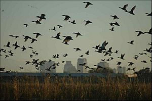 Mallard-skyline