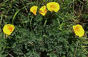 Maritime poppies, Fiscalini preserve CA