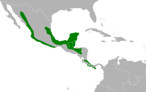 Megascops guatemalae map.svg