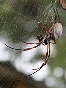 Nephila edulis side