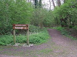 Nightingale Wood