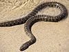 NorthernWaterSnake23.jpg