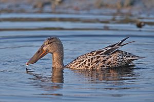 Northern Shoveler-Anas clypeata female.jpg