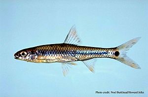 Notropis maculatus.jpg