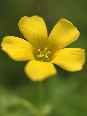 Oxalis corniculata23.jpg