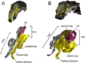 Panoplosaurus Euoplocephalus nasal airways