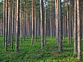 Pine forest in Estonia