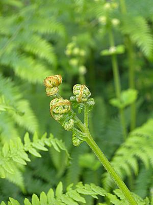 Pteridium aquilinum 3 BOGA.jpg