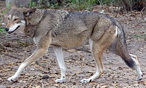 Red wolf (4531335218)