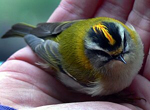 Regulus ignicapillus Roitelet triple-bandeau