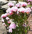 Rhododendron chapmanii