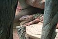 Spotted lizard on rock