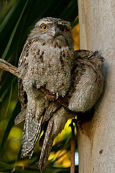 Tawny Frogmouth (Podargus strigoides) 2