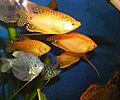 Three spotted gourami