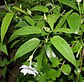 Thunbergia fragrans (Chimine) in Hyderabad, AP W IMG 8934