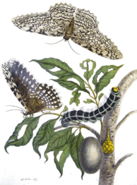 Thysania agrippina par Merian