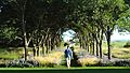 Tree lined path at the Coutts Centre for Western Canadian Heritage