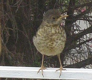 Turdus juvenile.JPG