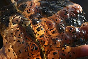 USFWS redlegged frog eggs (23849773275)