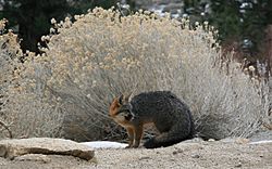 Urocyon cinereoargenteus grayFox cameo